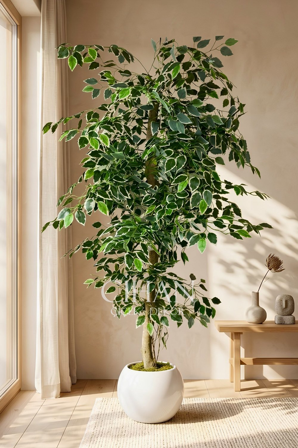 Yapay Ficus Ağacı 27x33 Beyaz Küre Saksılı 160 cm
