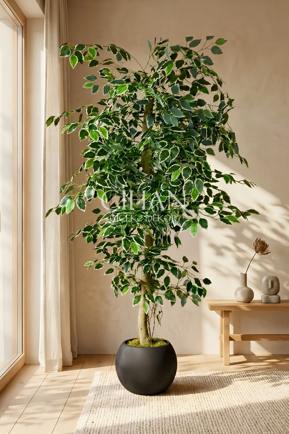Yapay Ficus Ağacı 27x33 Siyah Küre Saksılı 160 cm