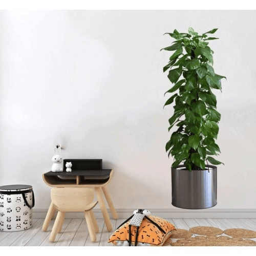 Saksılı Bitki Tasarımlı Yapışkanlı Sticker Resim 90*30 Cm Bx40