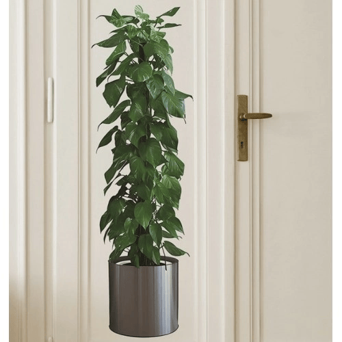 Saksılı Bitki Tasarımlı Yapışkanlı Sticker Resim 90*30 Cm Bx40