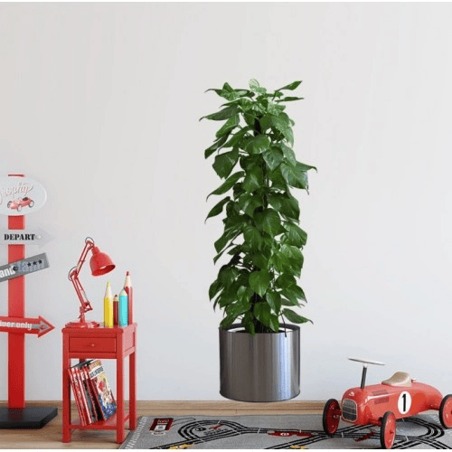 Saksılı Bitki Tasarımlı Yapışkanlı Sticker Resim 90*30 Cm Bx40
