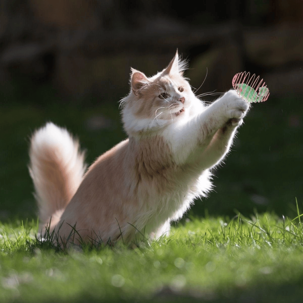 Yaylı Metal Fareli Kafes Kedi Oyun Topu Sıçrayan Spiral Kedi Topu Bx40