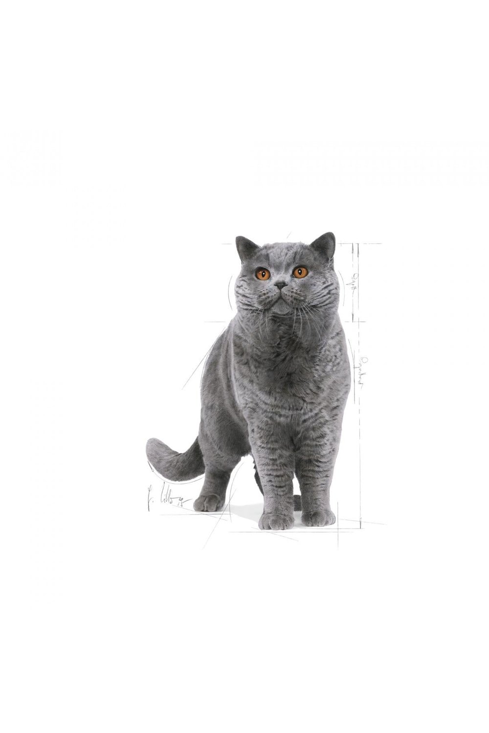 British Shorthair Adult Yetişkin Kedi Maması 400 Gr