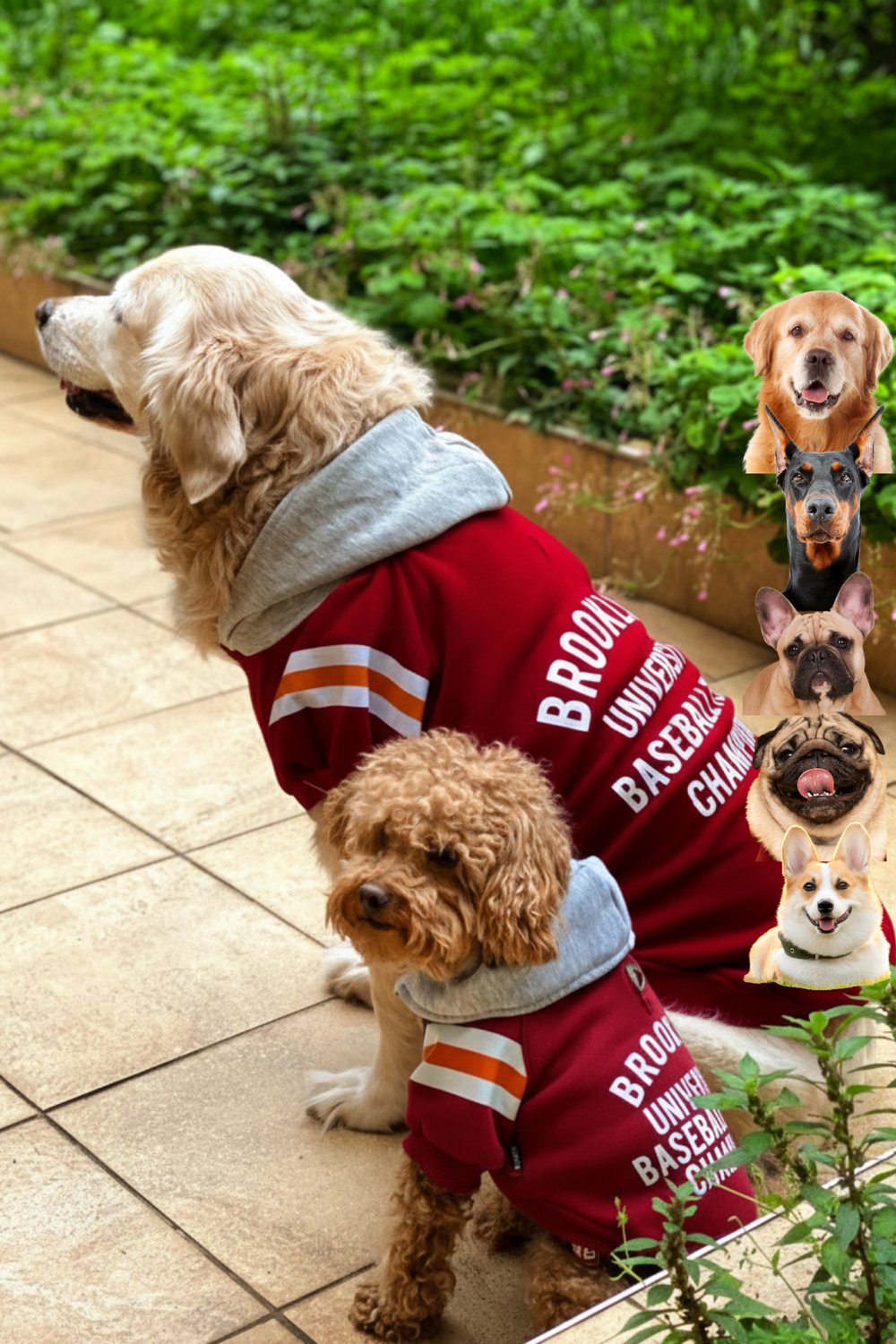 Brooklyn bordo köpek kıyafeti