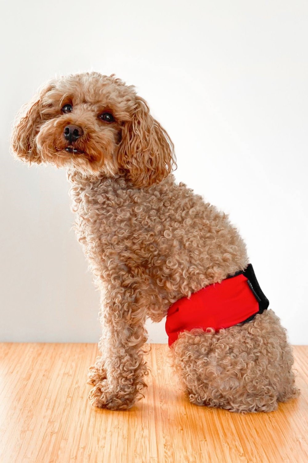 Salya Store Erkek Köpek Çiş Bandı Külotu Kırmızı 