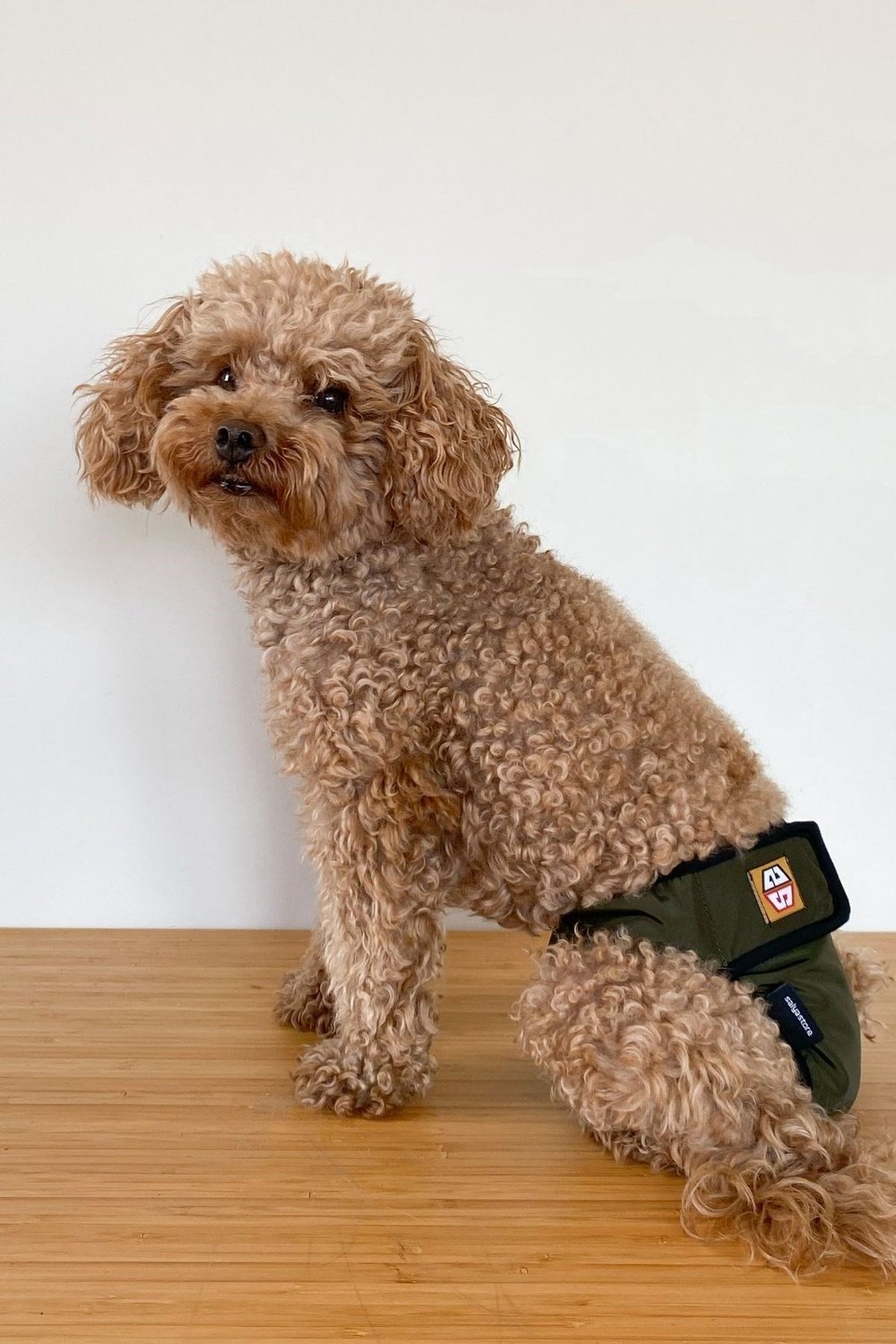 Salya Store Köpek Regl Külotu Haki Kl-107