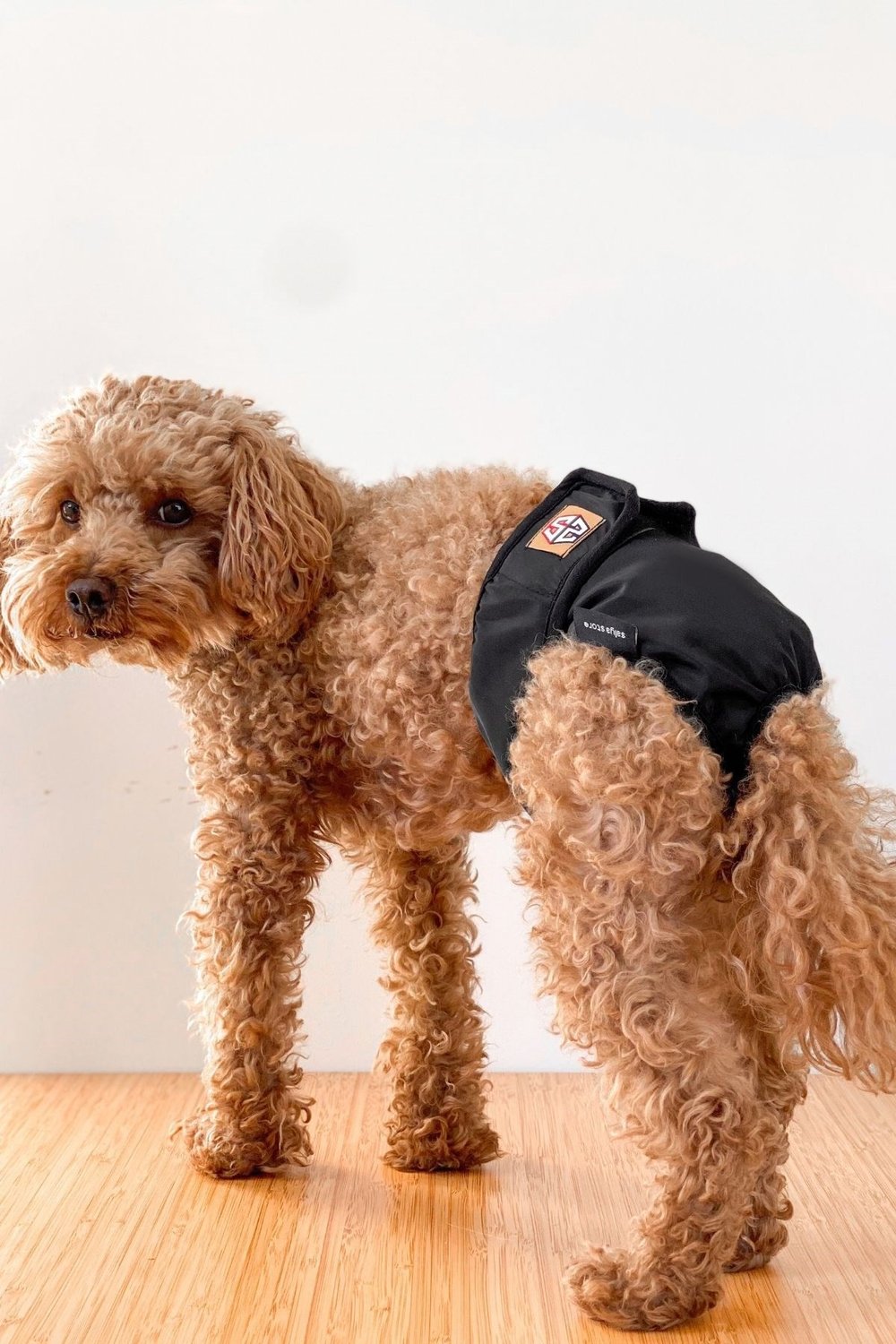 Salya Store Köpek Regl Külotu Siyah