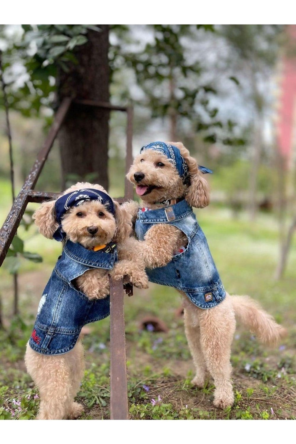 Salya Store Tickle Me; Jeans Yazlık Köpek Kot Ceket Küçük İrklar