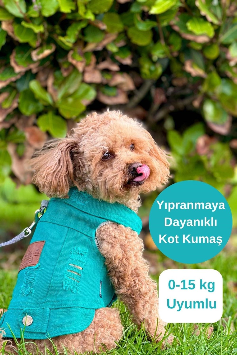 YENİ - Çam Yeşili Renk Kot Köpek Yeleği - Küçük Irklar İçin Şık ve Rahat Yelek (0-15kg)
