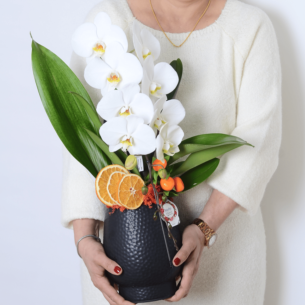 Dekoratif Saksıda Phalaenopsis dendrobium Çenberli Orkide