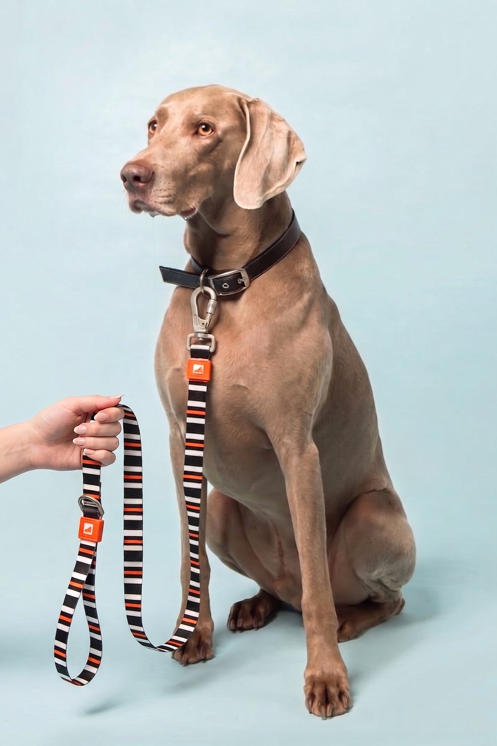 Köpekler İçin Dayanıklı Ve Güvenli, Desenli Gezdirme Tasması ( 25mm )