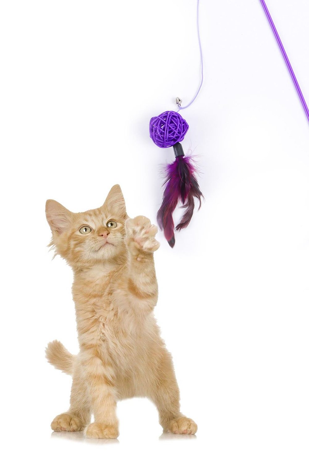 Tüylü Kedi Oltası, Mor Toplu Kedi Oyun Oltası