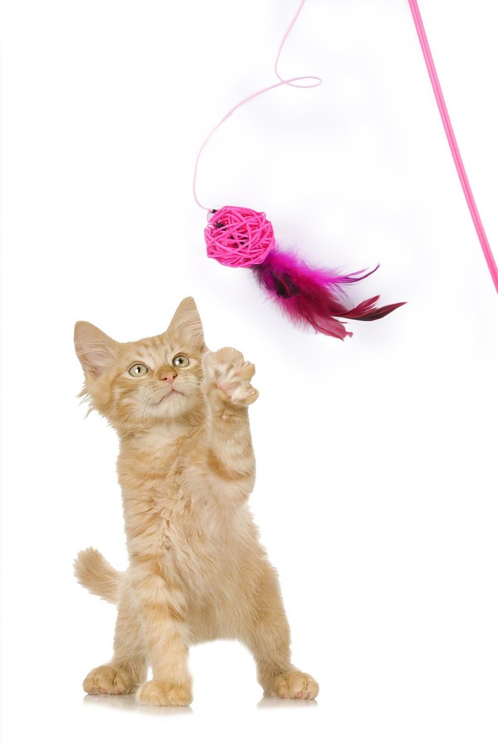 Tüylü Kedi Oltası, Pembe Toplu Kedi Oyun Oltası