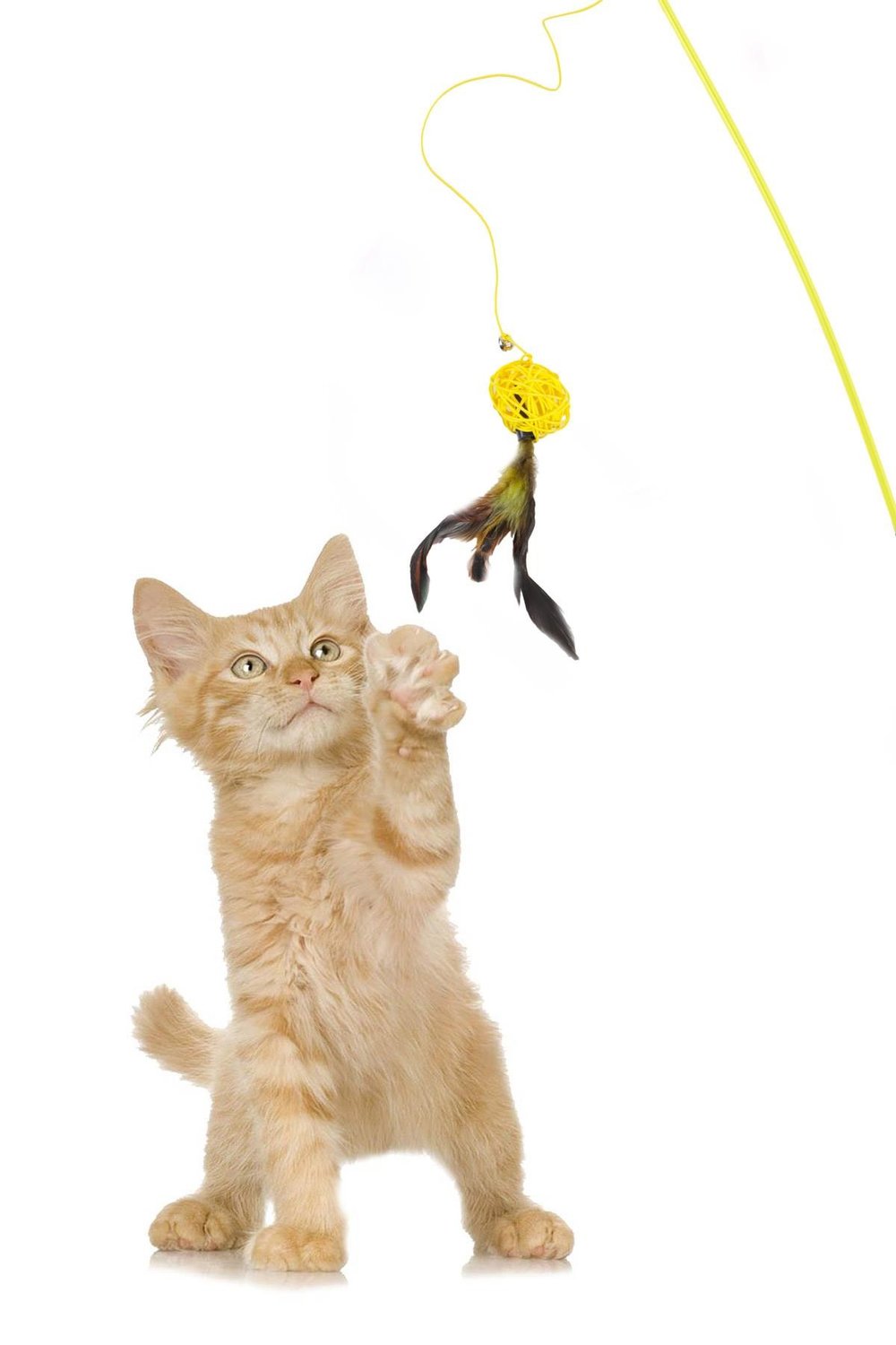 Tüylü Kedi Oltası, Sarı Toplu Kedi Oyun Oltası