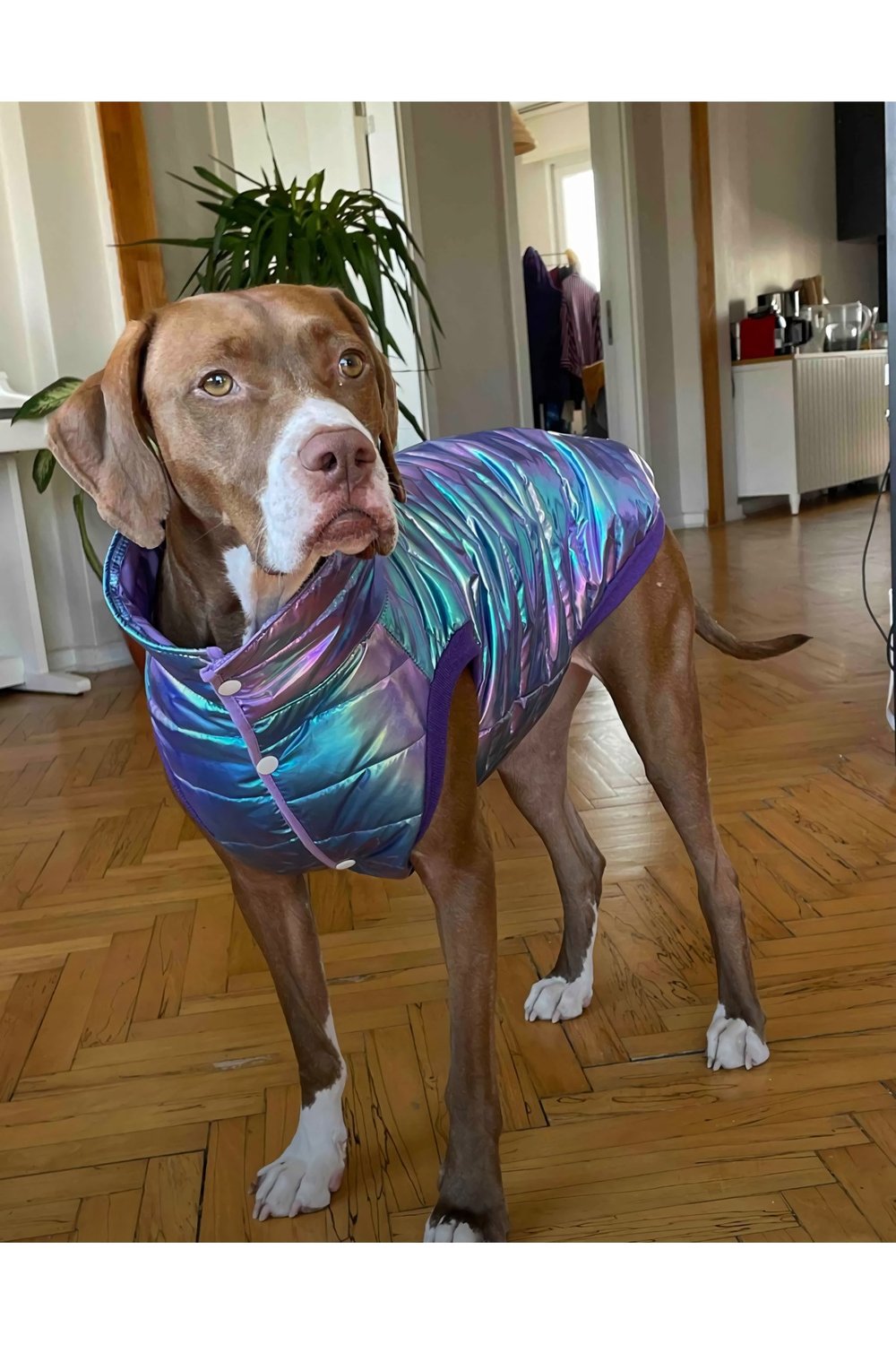 Büyük Irk Metallic Purple Anorak Kolsuz Puf Mont