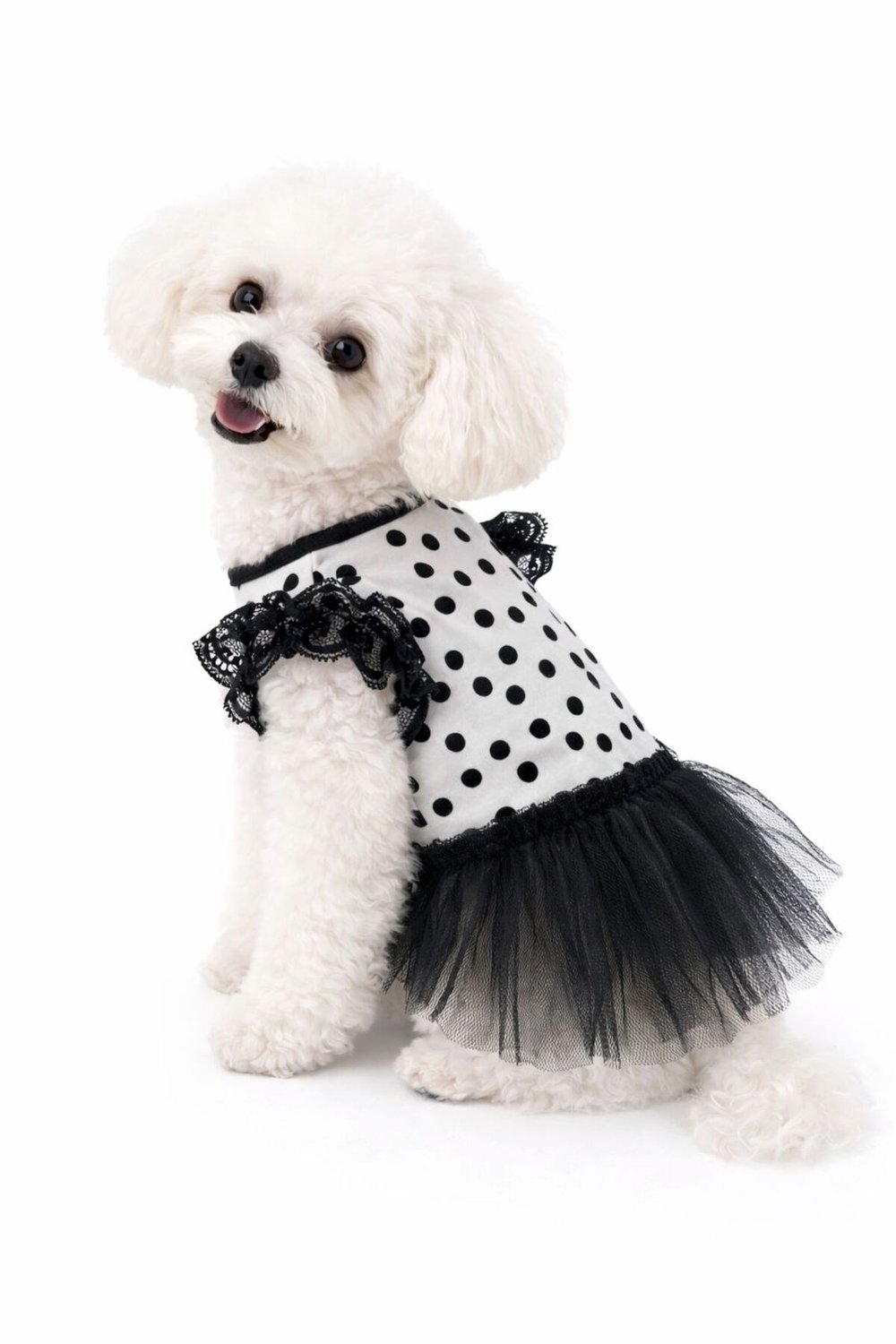 Küçük Irk Dantel Detaylı Siyah Puantiyeli Köpek Elbisesi Köpek Kıyafeti (1-10KG)