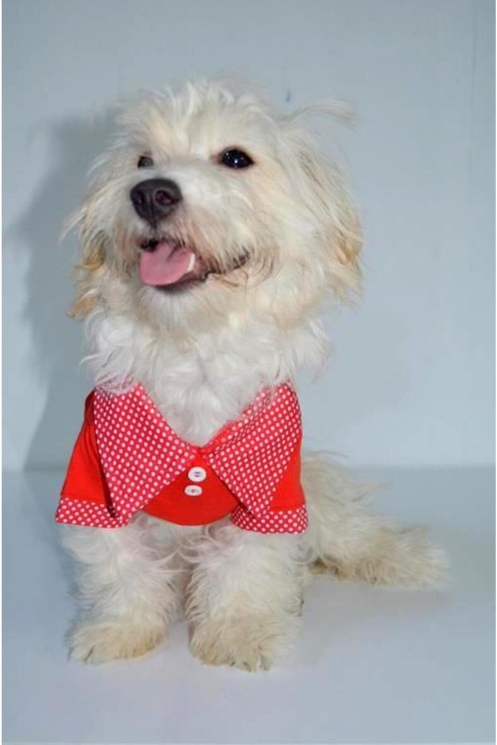 Küçük Irk Kırmızı Polo T-shırt Kedi Köpek Kıyafeti Tshirt