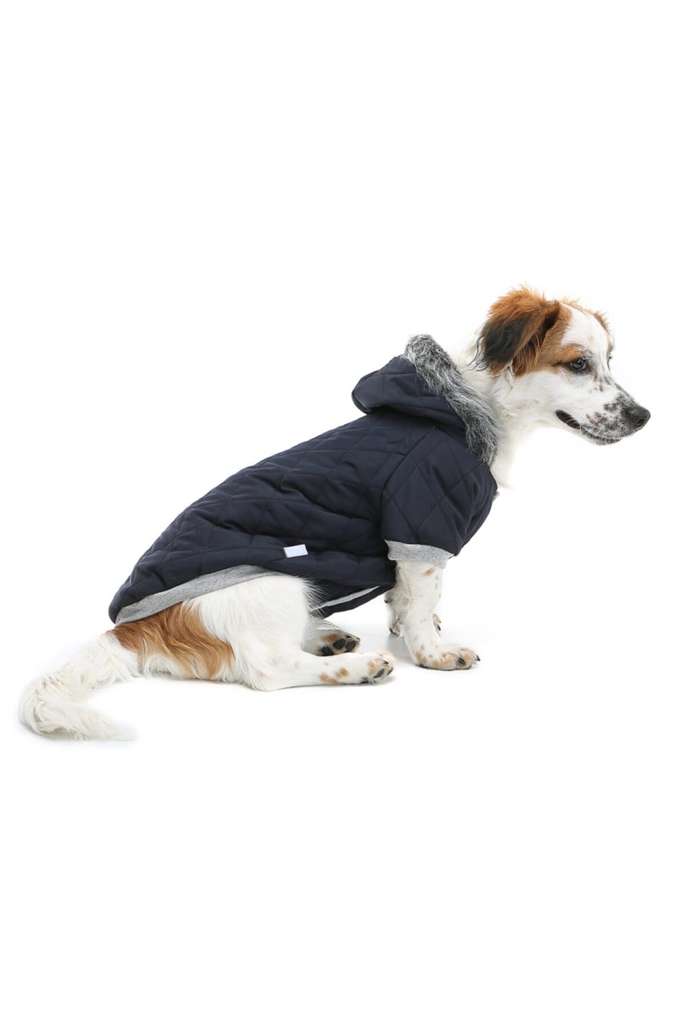 Küçük Irk Laciver Puf Köpek Montu Kedi Köpek Kiyafeti