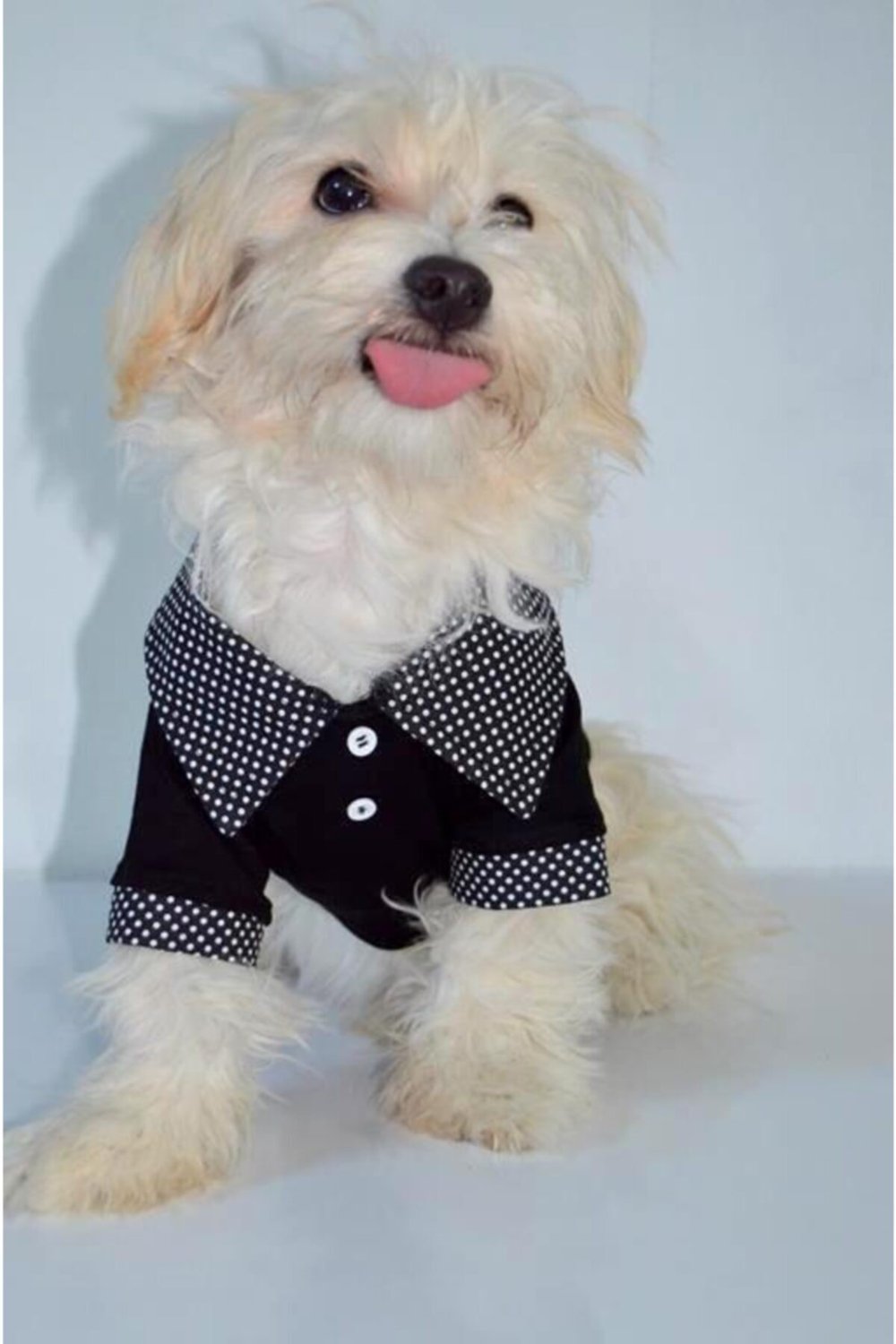 Küçük Irk Siyah Puantiyeli Polo Tshırt Kedi Köpek Kiyafeti