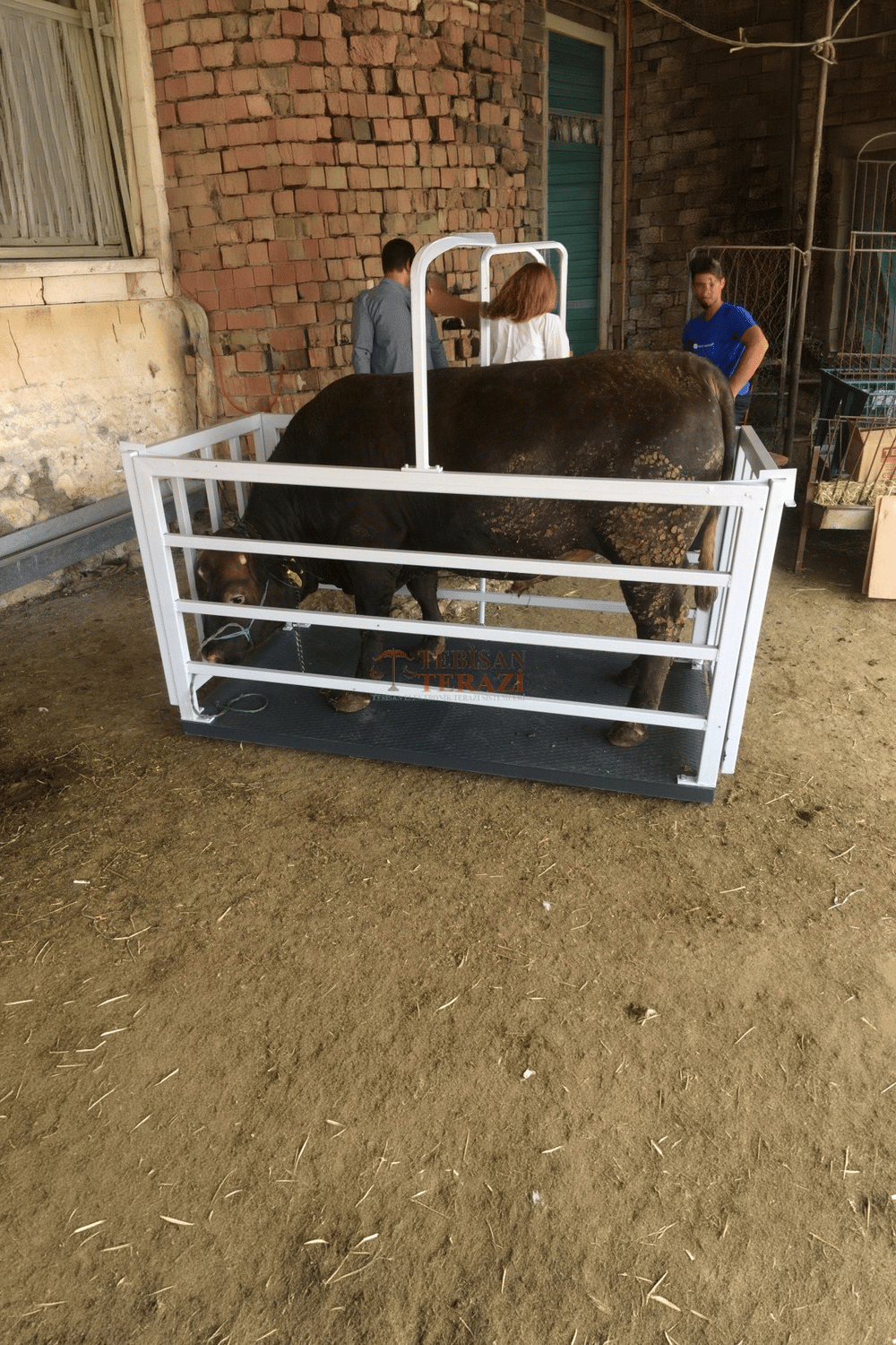 EKO 1500 KG X 500 GR 100 X 200 CANLI HAYVAN BASKÜLÜ