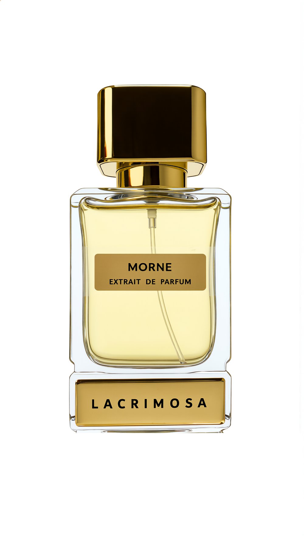 Morne 50 ml Erkek Parfüm, Oryantal Baharatlı, Lavanta, Yasemin, Karabiber