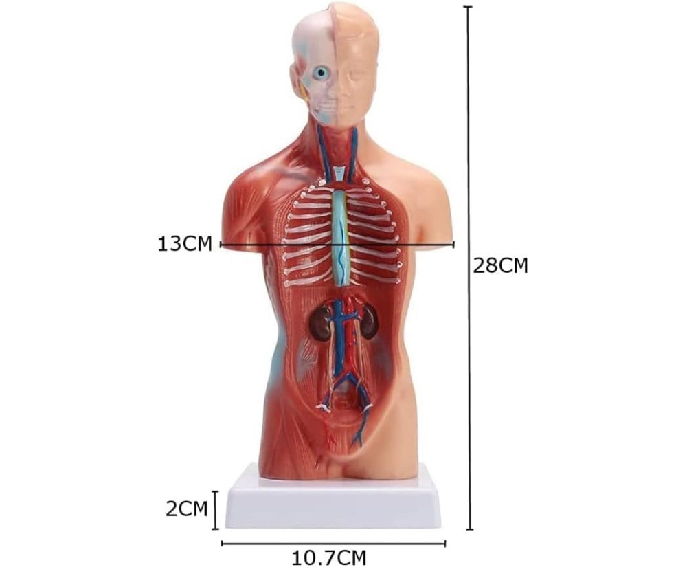 İç Organlar Vücut Anatomisi 28 Cm Eğitici Model