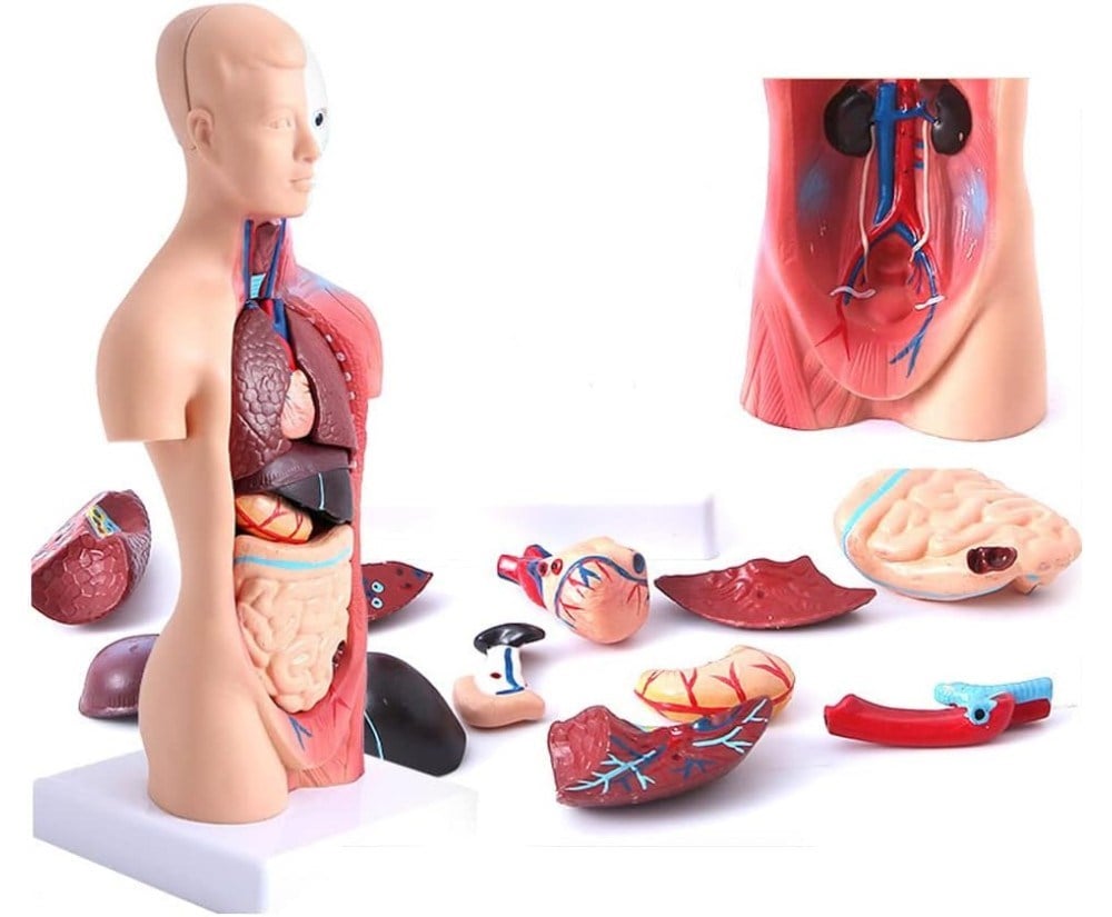 İç Organlar Vücut Anatomisi 28 Cm Eğitici Model