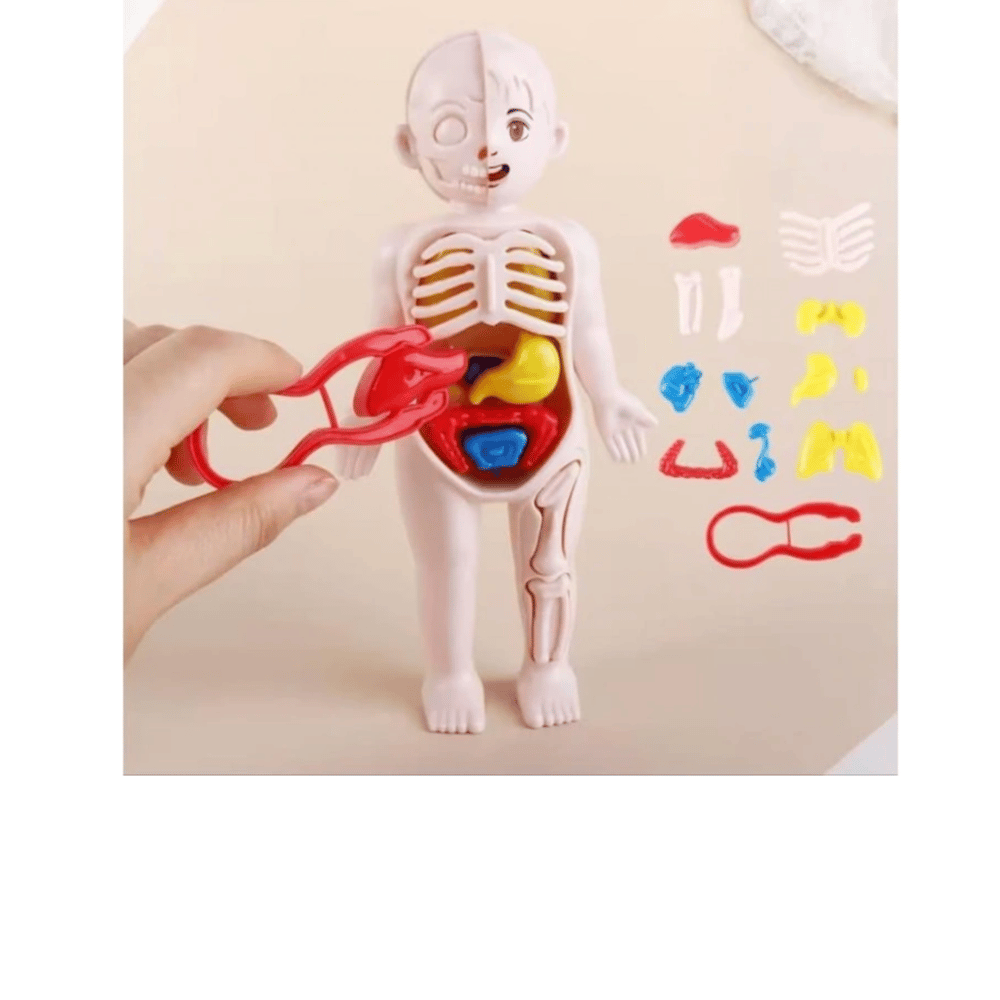 Jocco İnsan Anatomisi 20 CM 