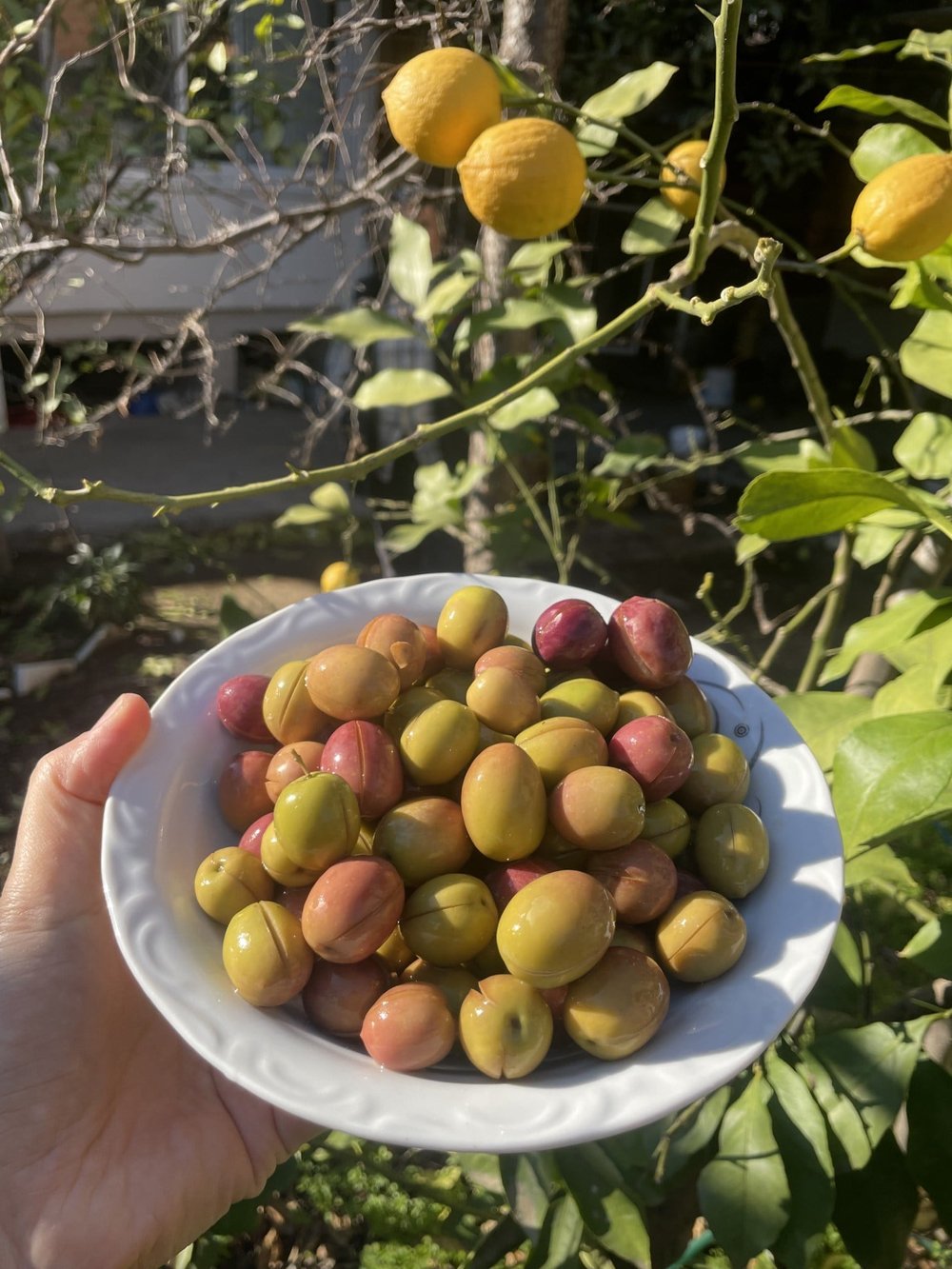 Aşiyel Cins Çizik Zeytin 1(kg)