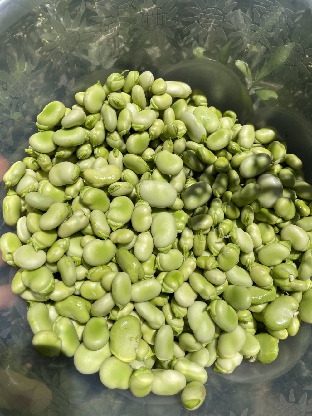 Ayıklanmış İç Bakla (500gr)