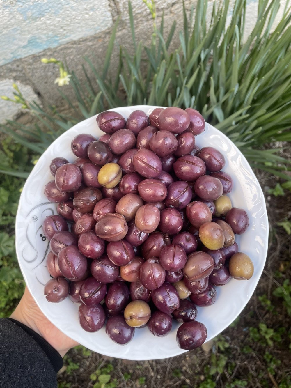 Gemlik Cins Çizik Zeytin 1(kg)
