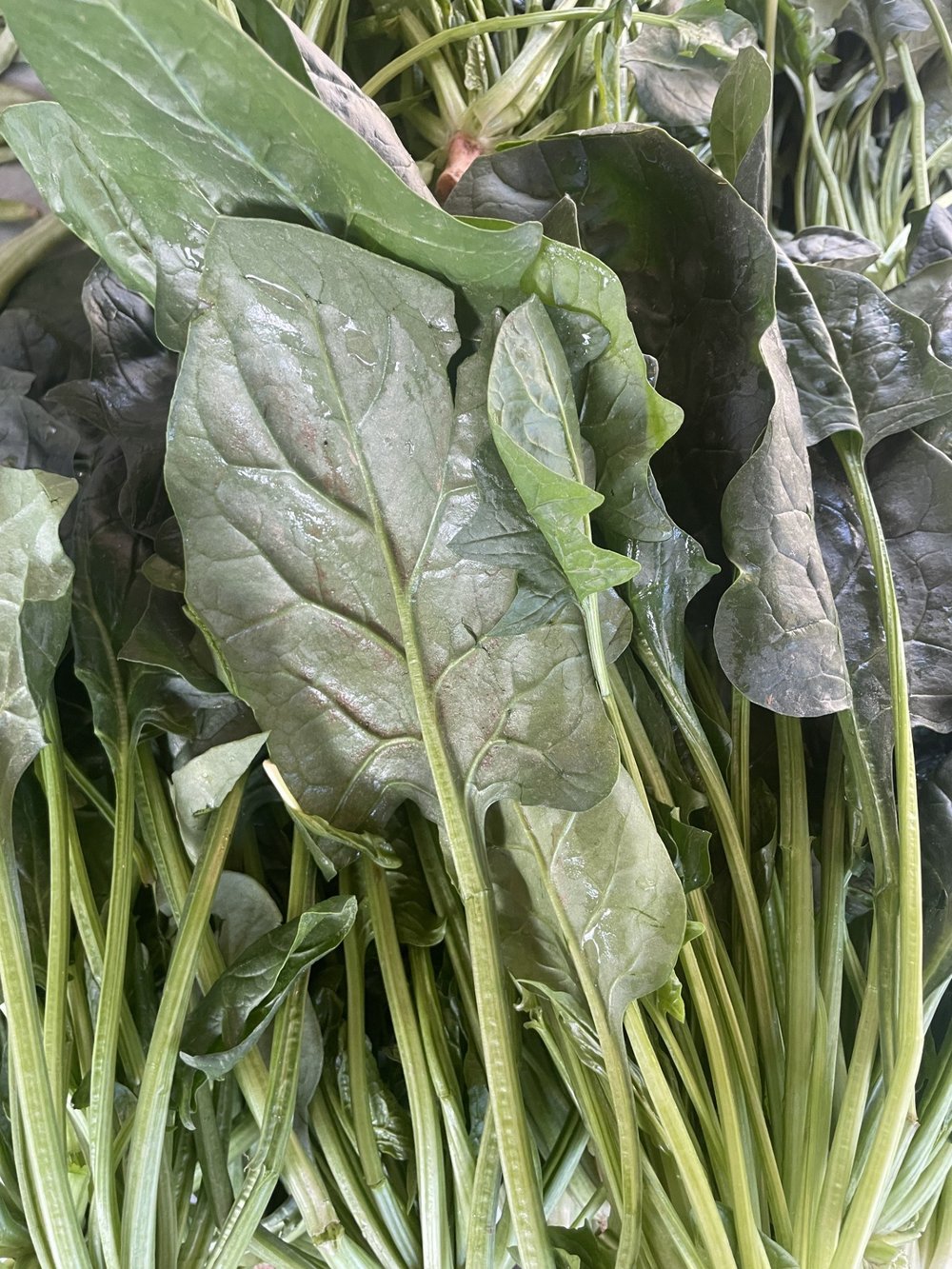 Ispanak 1 / Kg