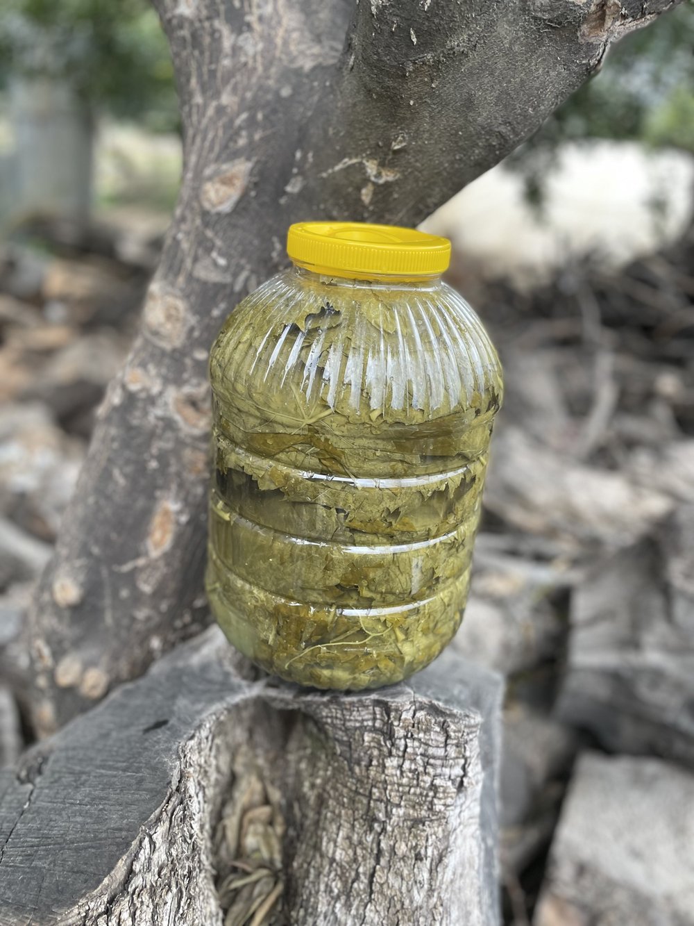 Salamura Üzüm Asma Yaprağı 1 / Kg