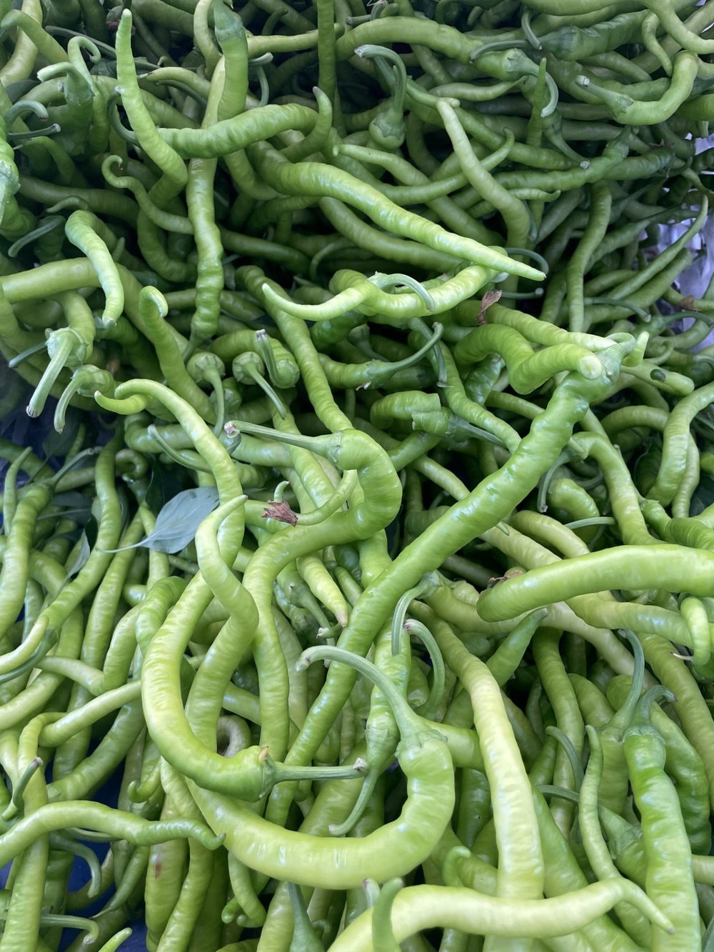 Tatlı Nazenin Biber 1 / Kg