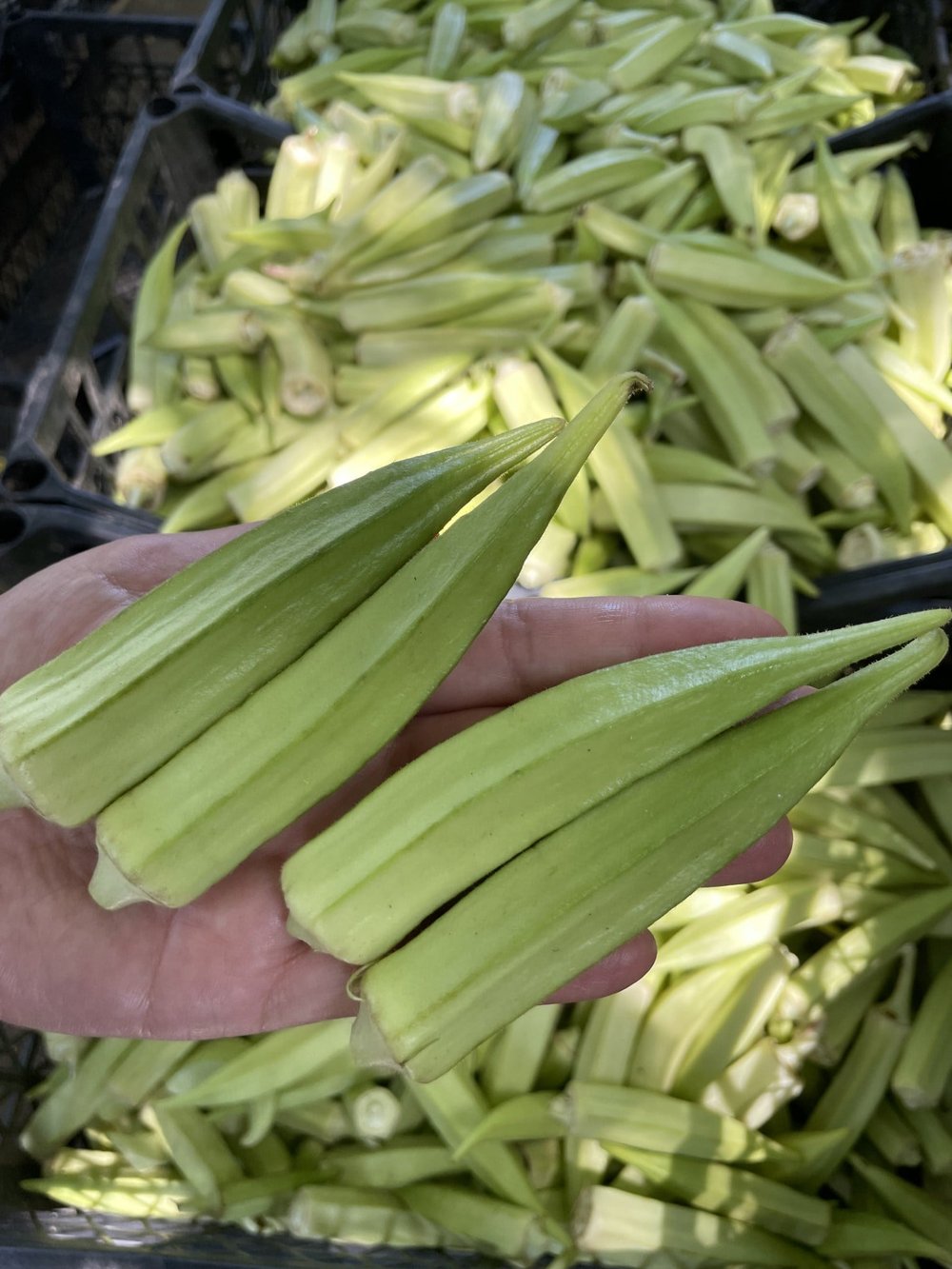 Taze İri Köy Bamyası 1 / Kg