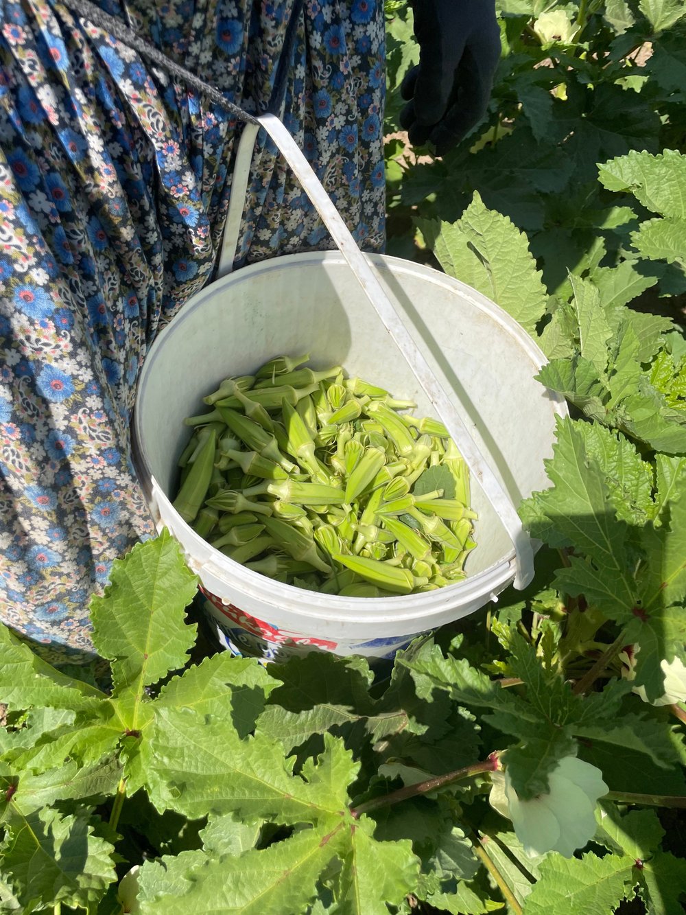 Taze Köy Bamyası 5 / Kg