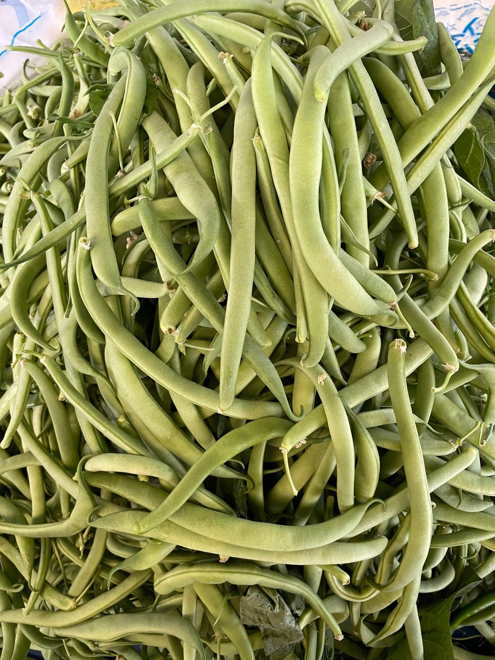 Taze Köy Fasulyesi 1 / Kg