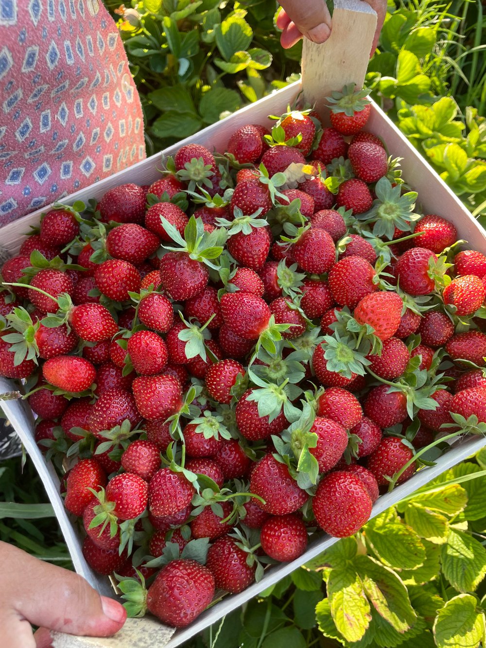 Yerli Çilek (500Gr)