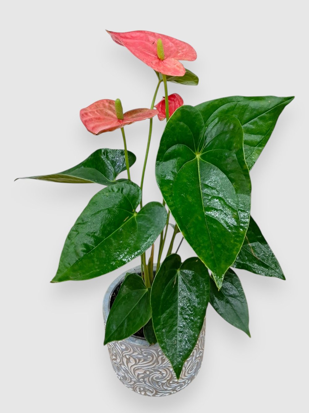 anthurium