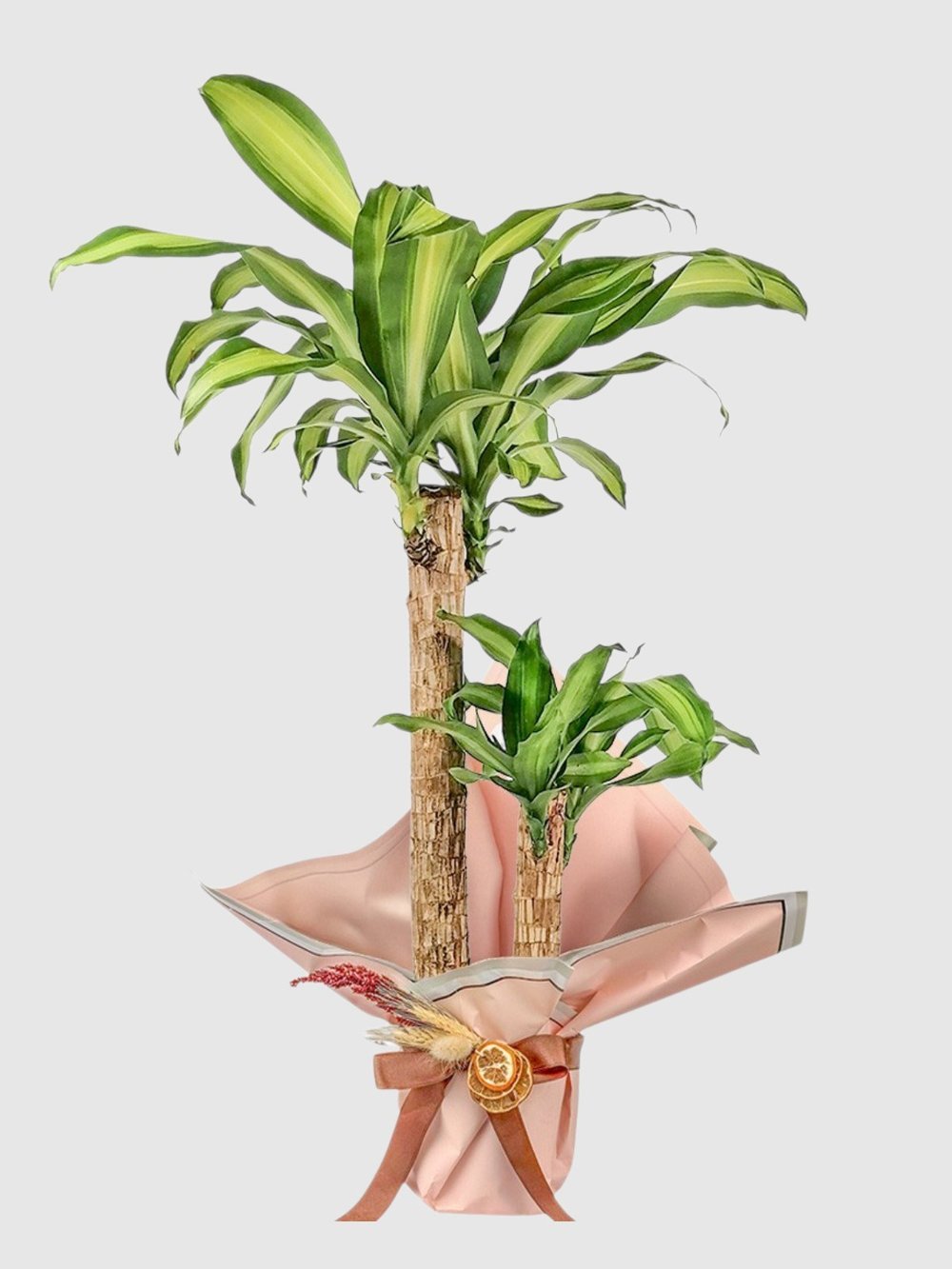 Marmaris 2 Gövdeli Dracaena Massangeana Bitkisi | Şık ve Dekoratif Salon Bitkisi