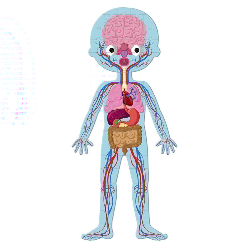 Janod Öğretici Puzzle - İnsan Vücudu 4lü Set