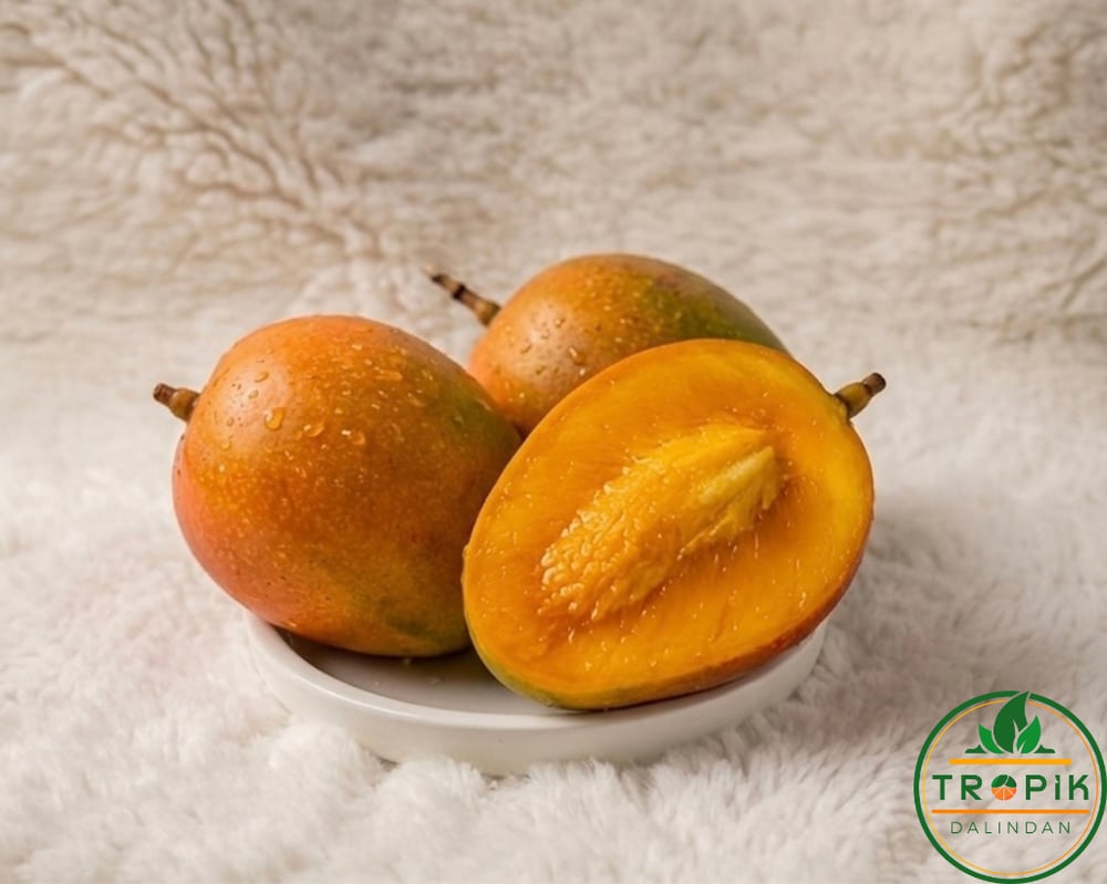 MANGO / ADET