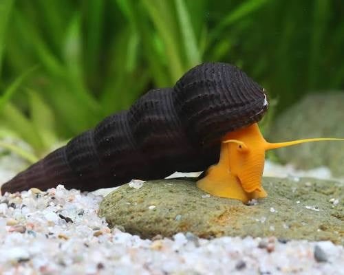 Orange Poso Rabbit snail (Tavşan Salyangoz) 2 Adet