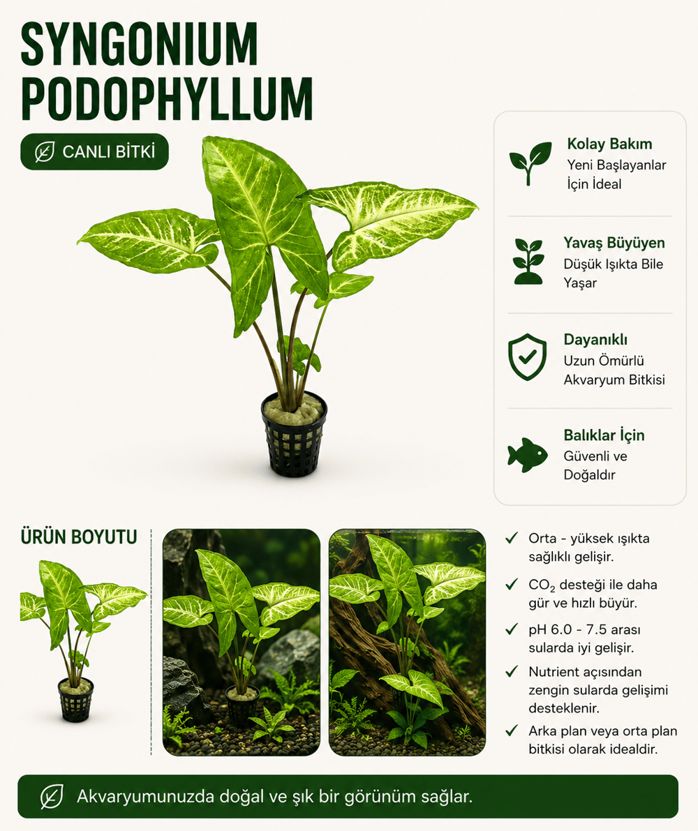 Syngonium Podophyllum Canlı bitki