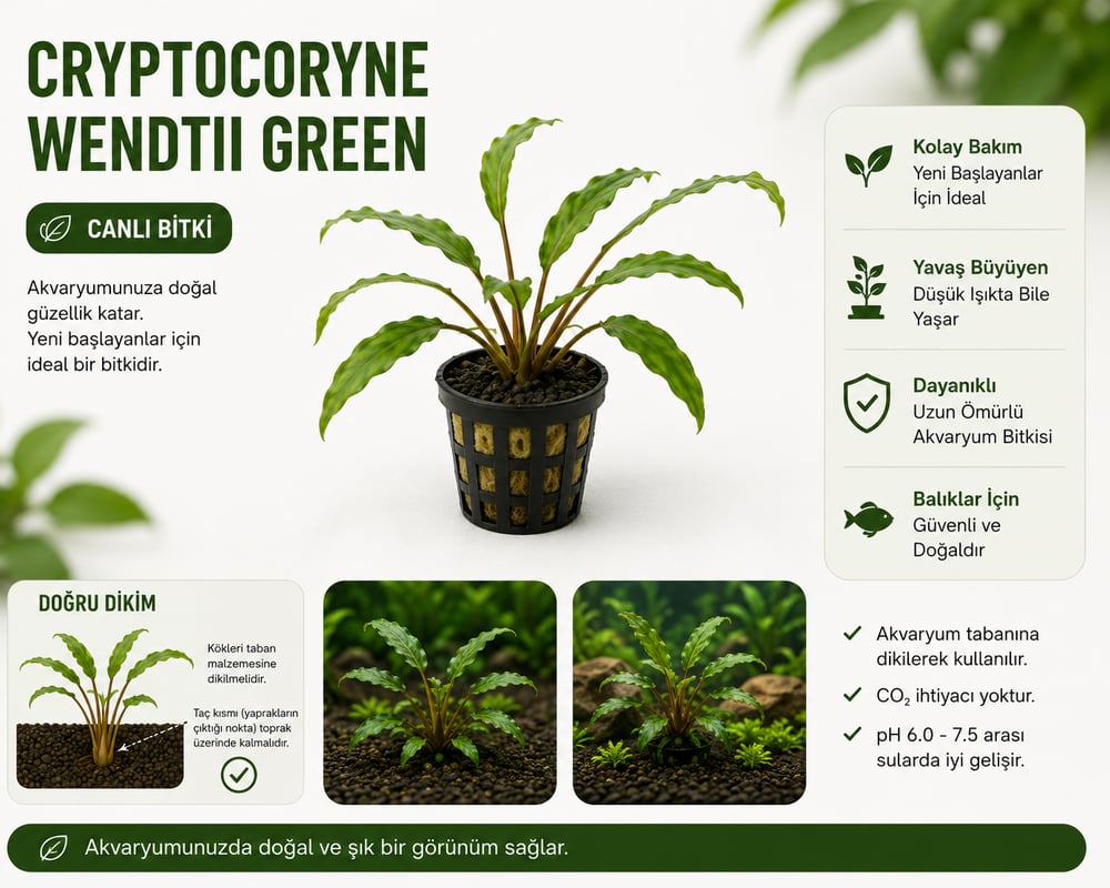 Cryptocoryne  Wendtii Green Canlı Bitki