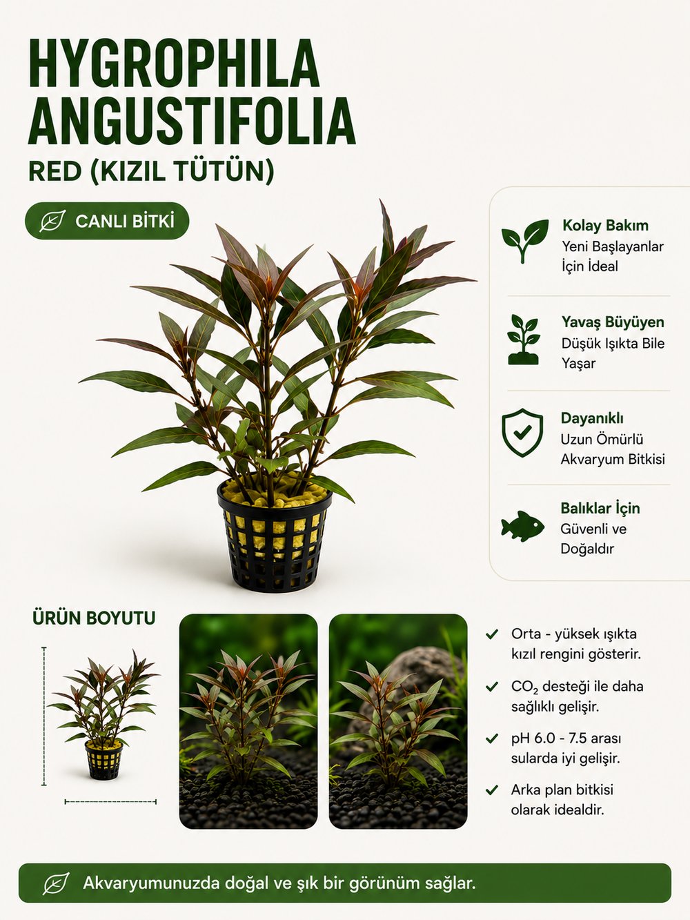 Hygrophila Corymbosa (Kızıl Limon) Saksı Canlı Bitki