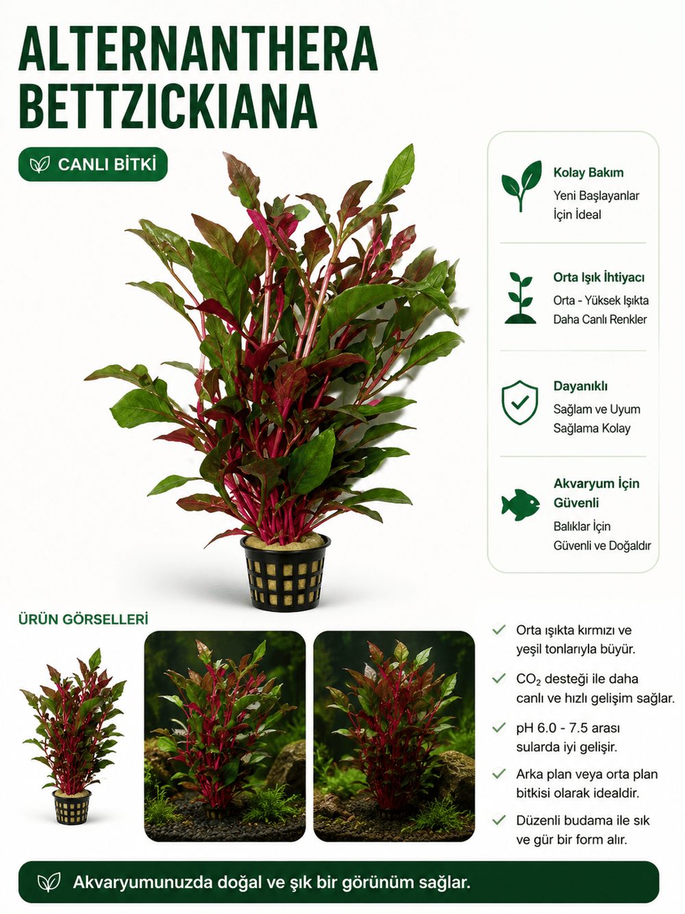 Betzickiana Red Canlı Bitki
