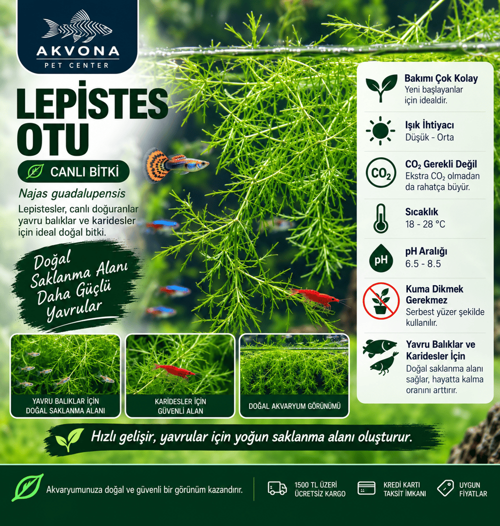 Najas  Lepistes bitkisi Dal