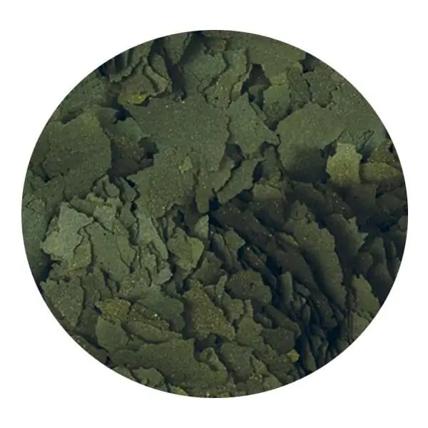 Tropical Super Spirulina Forte Kovadan Bölme