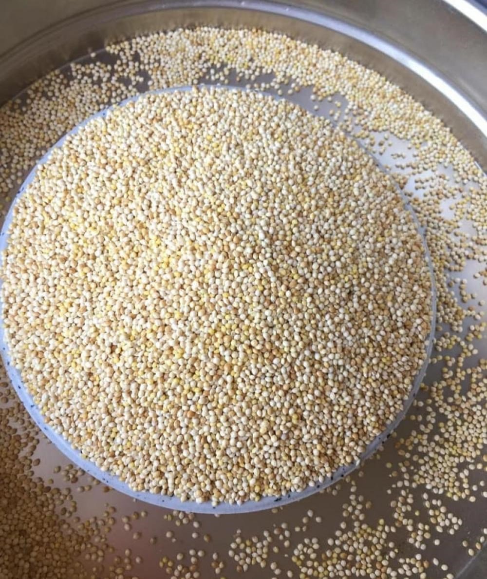 Muhabbet Kuşu Yemi Ak Darı 1Kg.